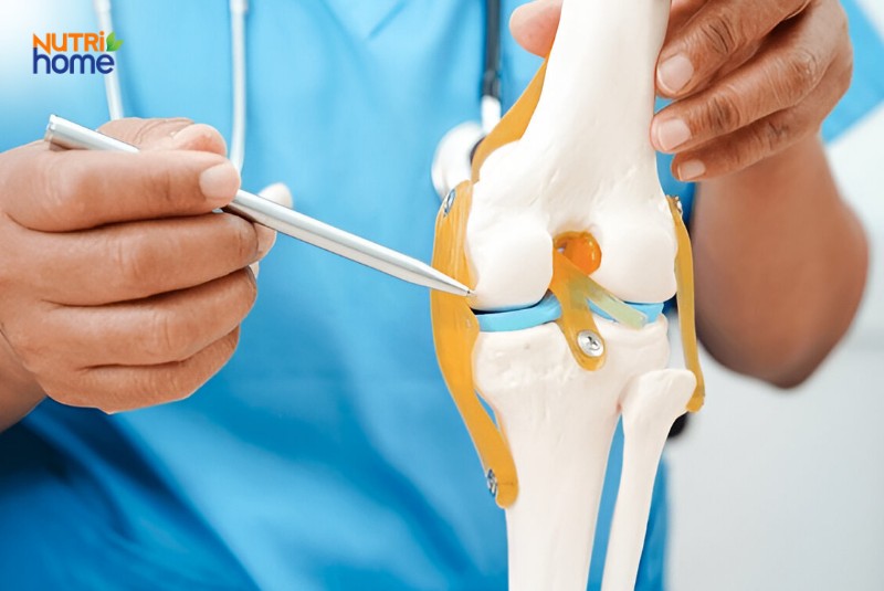 Cấu tạo giải phẫu khớp gối