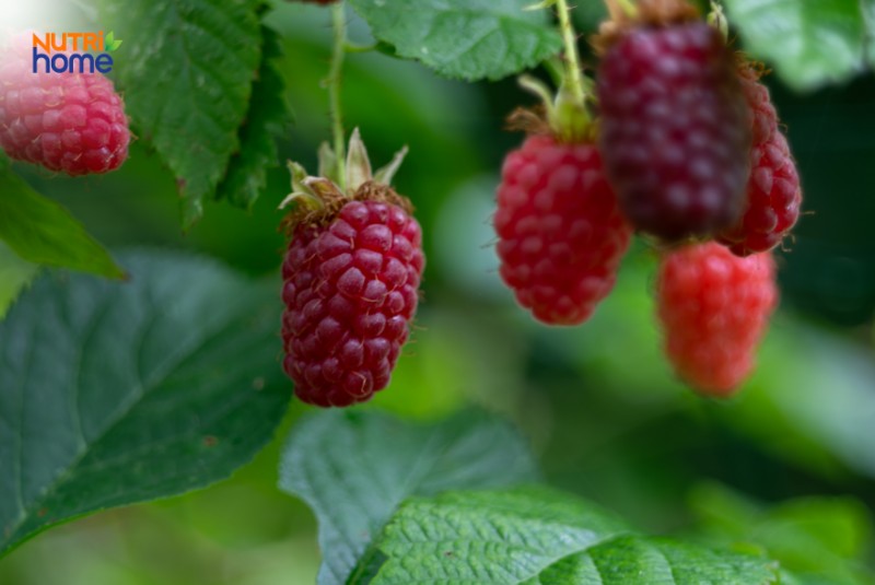 người chạy thận ăn được hoa quả gì