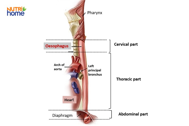 cấu tạo thực quản