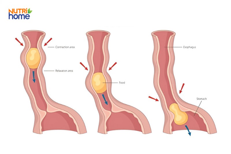chức năng của thực quản