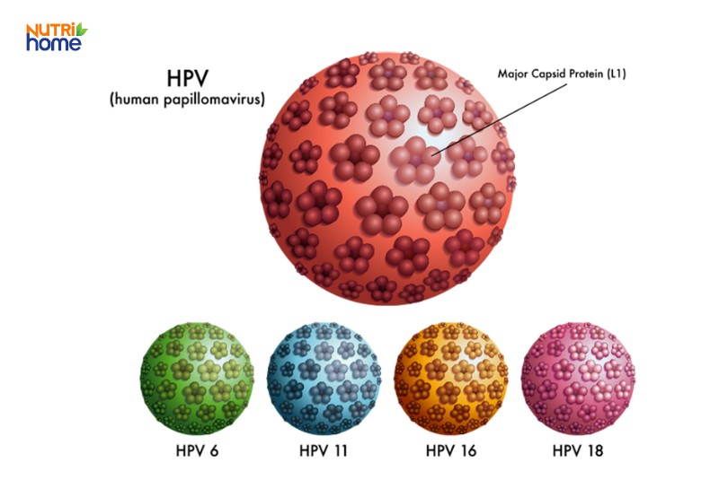 Các chủng HPV