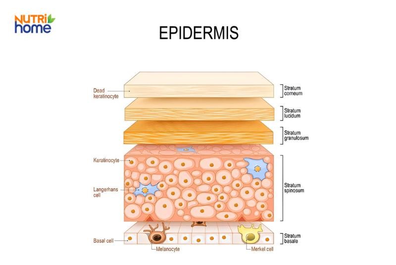 Hình ảnh chi tiết cấu trúc lớp biểu bì da người gồm các tầng tế bào và chức năng riêng biệt
