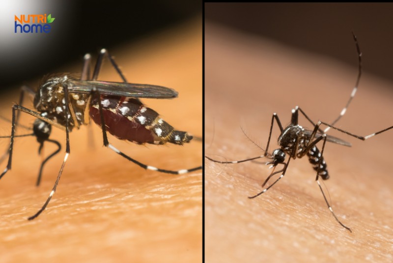 Cận cảnh muỗi Aedes aegypti truyền bệnh Chikungunya đang hút máu trên da người