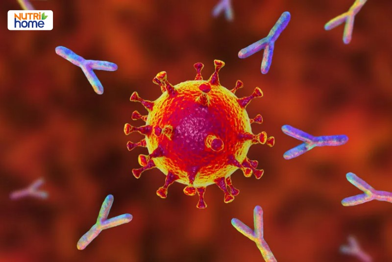 Hình minh họa virus SARS-CoV-2 bị bao vây bởi các kháng thể đơn dòng.