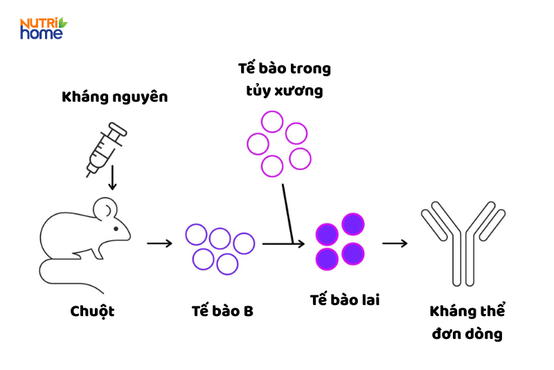 Sơ đồ quy trình tạo ra kháng thể đơn dòng từ chuột qua tế bào B và tế bào lai.