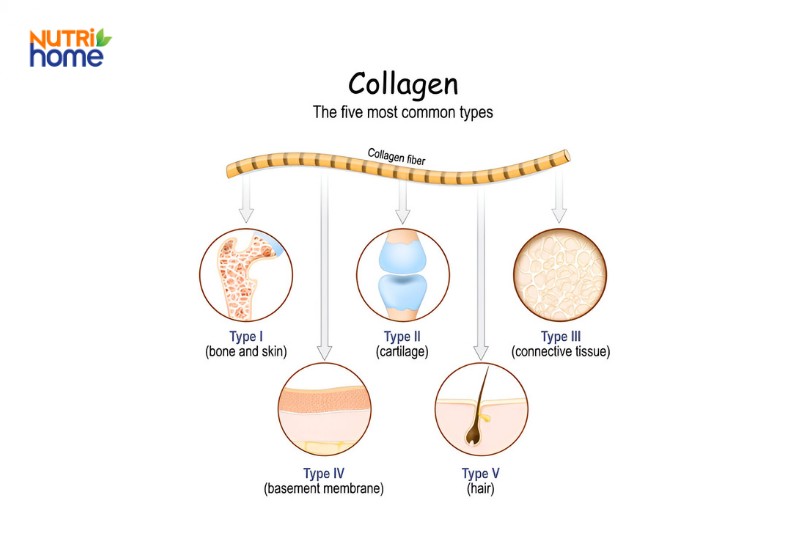 Minh họa năm loại collagen phổ biến và chức năng trong cơ thể người