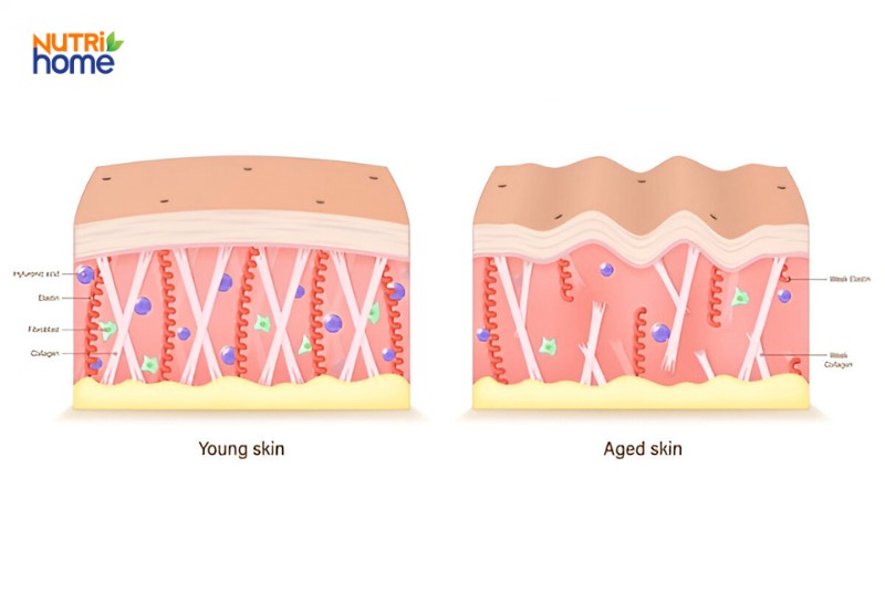 So sánh cấu trúc da trẻ và da lão hóa dựa trên hàm lượng collagen