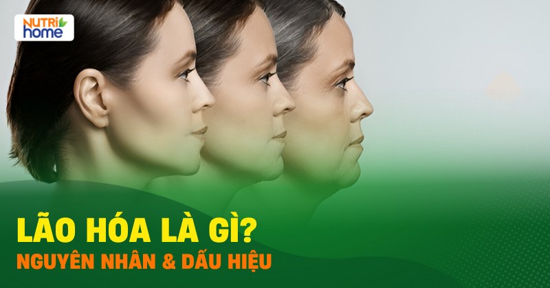 lão hóa