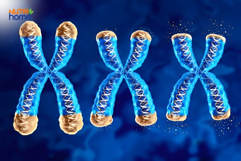 Hình ảnh nhiễm sắc thể với các đầu telomere liên quan đến lão hóa tế bào