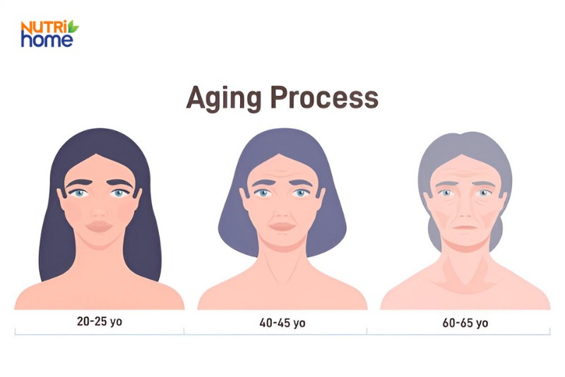 Minh họa quá trình lão hóa khuôn mặt qua các độ tuổi từ 20 đến 65