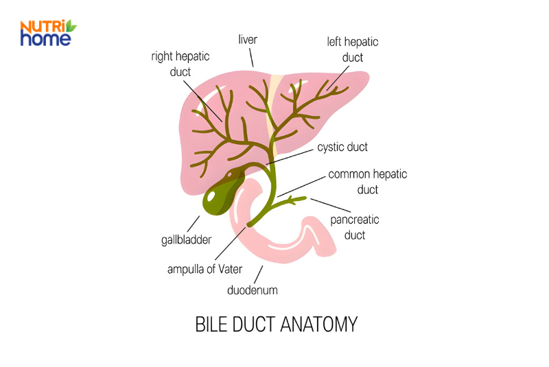 Sơ đồ giải phẫu đường mật gồm gan, túi mật, ống gan chung và các nhánh ống gan