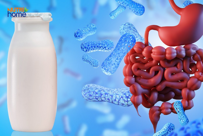 Sữa Chua Chứa Probiotic Hỗ Trợ Tiêu Hóa, Tốt Cho Người Bệnh Trĩ