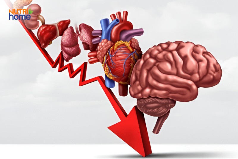Hình minh họa sự suy giảm chức năng cơ quan nội tạng do quá trình lão hóa