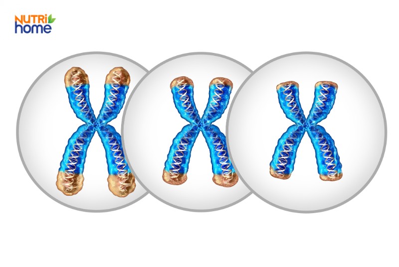 Hình ảnh telomere bị rút ngắn, mô tả quá trình lão hóa tế bào da