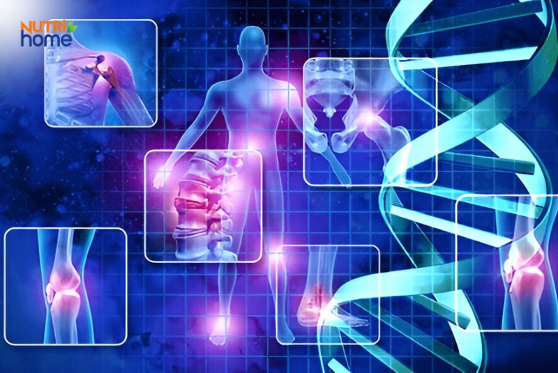 Biểu đồ mô phỏng ảnh hưởng của lão hóa đến các khớp và hệ xương khớp