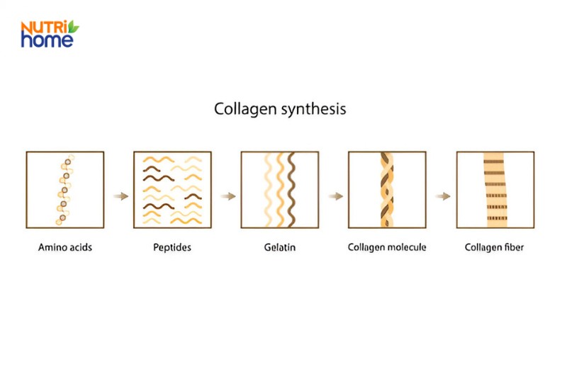 Quá trình tổng hợp collagen từ amino acid đến sợi collagen hoàn chỉnh