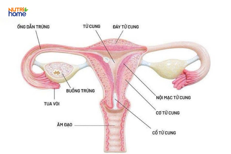 Hình ảnh minh họa cấu trúc tử cung, cổ tử cung và các cơ quan sinh sản nữ