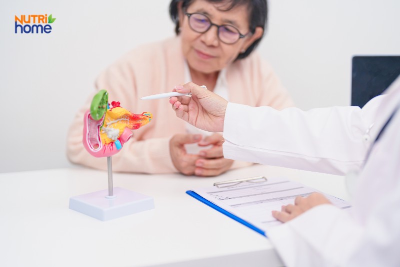 Mô hình hệ gan mật được bác sĩ sử dụng để giải thích ung thư đường mật cho bệnh nhân lớn tuổi