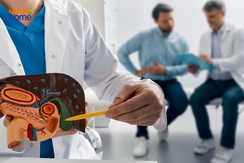 Bác sĩ chỉ vào mô hình gan mật để giải thích về polyp túi mật cho bệnh nhân
