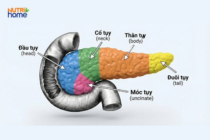 Hình ảnh giải phẫu các phần của tuyến tụy gồm đầu tụy, thân tụy, móc tụy và đuôi tụy.