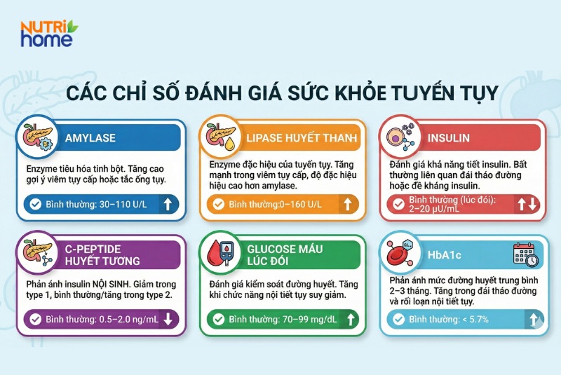 Infographic các chỉ số xét nghiệm đánh giá chức năng tuyến tụy như amylase, insulin, HbA1c và glucose máu.