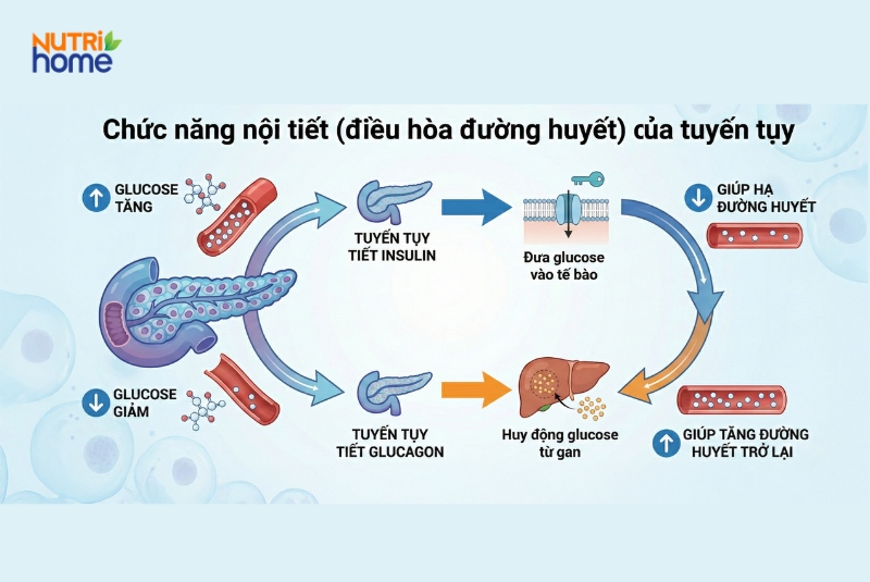 Minh họa chức năng nội tiết của tuyến tụy trong điều hòa đường huyết qua tiết insulin và glucagon.