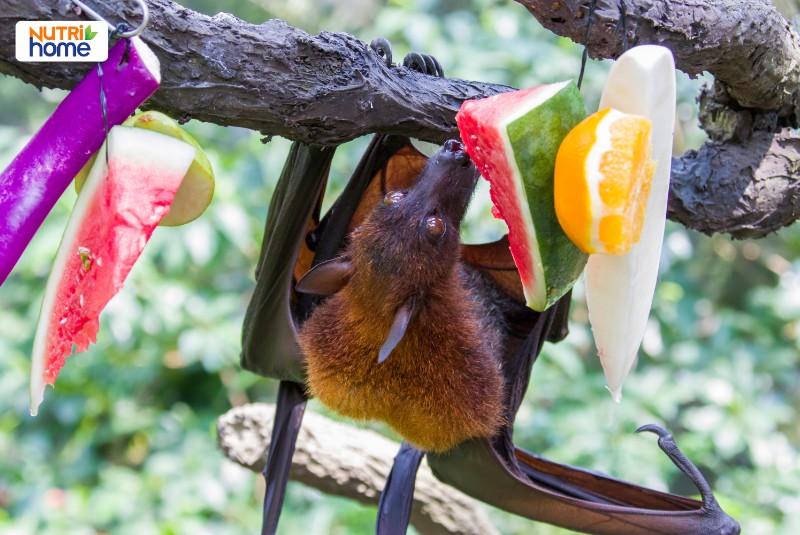 Dơi treo ngược ăn trái cây, loài vật có thể truyền virus Nipah nguy hiểm sang người