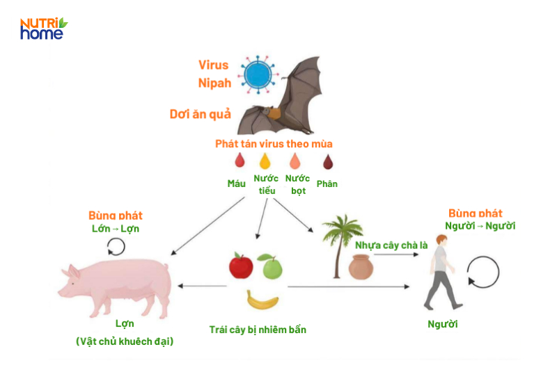 Sơ đồ lây truyền virus Nipah từ dơi sang người qua vật trung gian