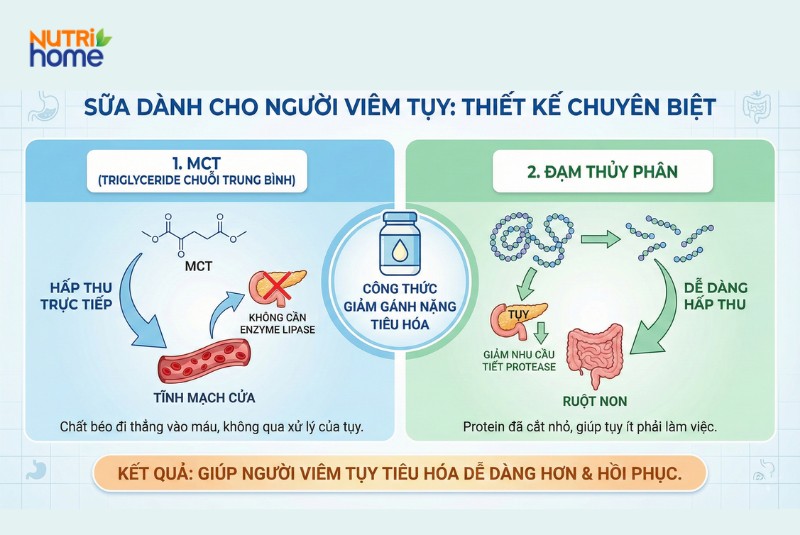 Infographic mô tả công thức sữa chứa MCT và đạm thủy phân cho người viêm tụy dễ tiêu hóa