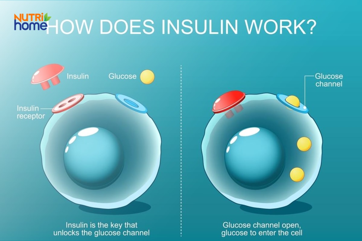 Cơ chế insulin giúp glucose đi vào tế bào