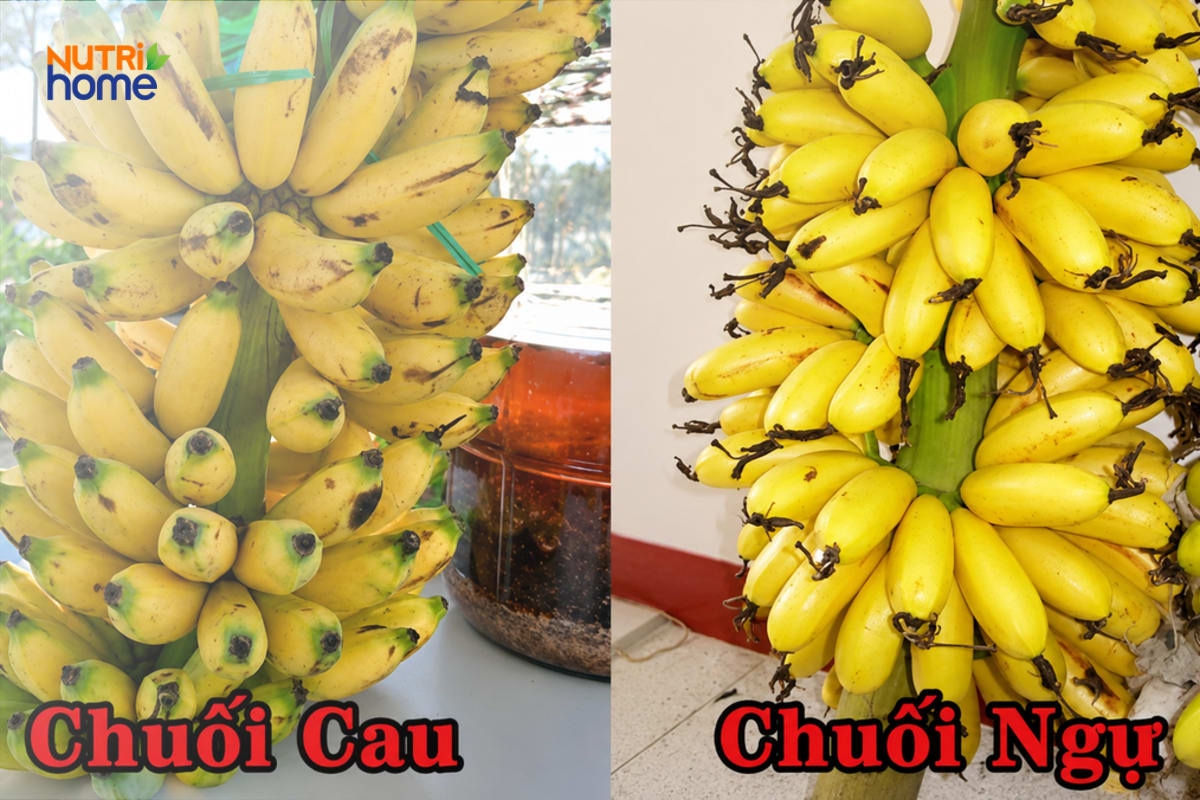 So sánh chuối cau và chuối ngự qua hình dáng, màu vỏ