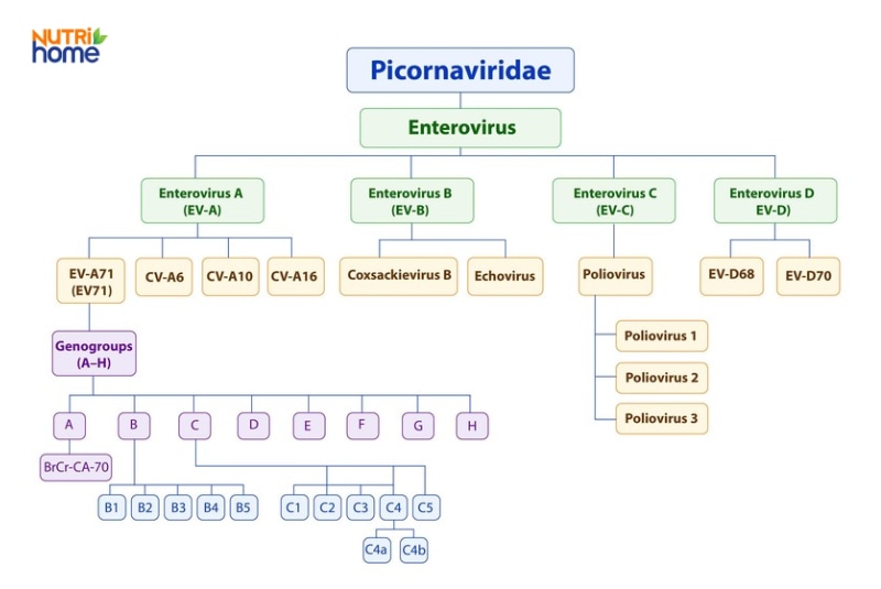 Sơ đồ phân loại các chủng Enterovirus thuộc họ Picornaviridae